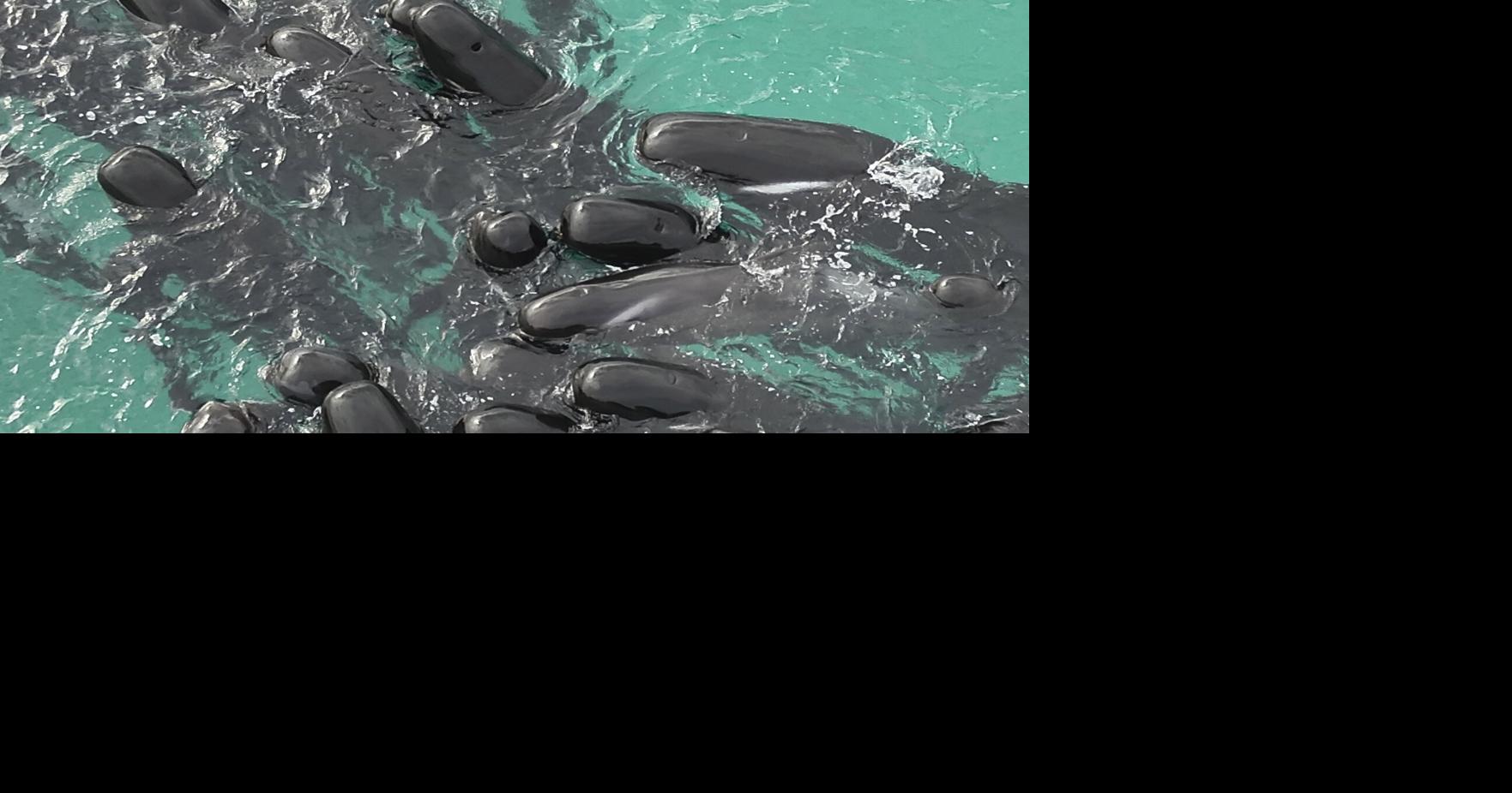 Seis ballenas piloto varadas en Punta Santiago son redirigidas al mar bajo vigilancia del DRNA