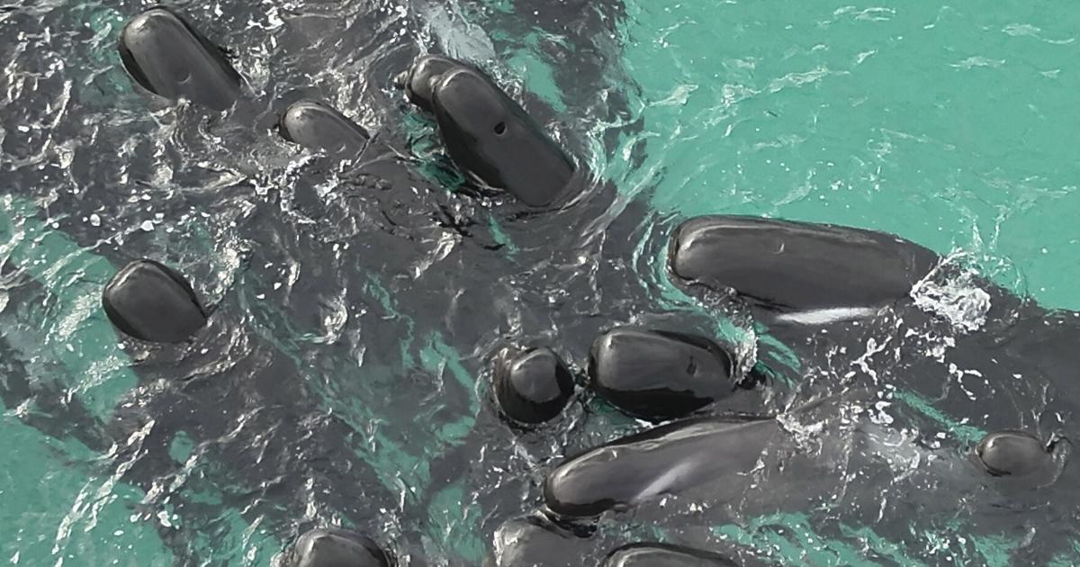 Seis ballenas piloto varadas en Punta Santiago son redirigidas al mar bajo vigilancia del DRNA