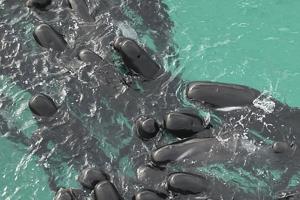 Imagen del artículo de El Vocero: Ballenas piloto en Humacao: una presencia normal en el Caribe, pero su cercanía a la costa requiere vigilancia