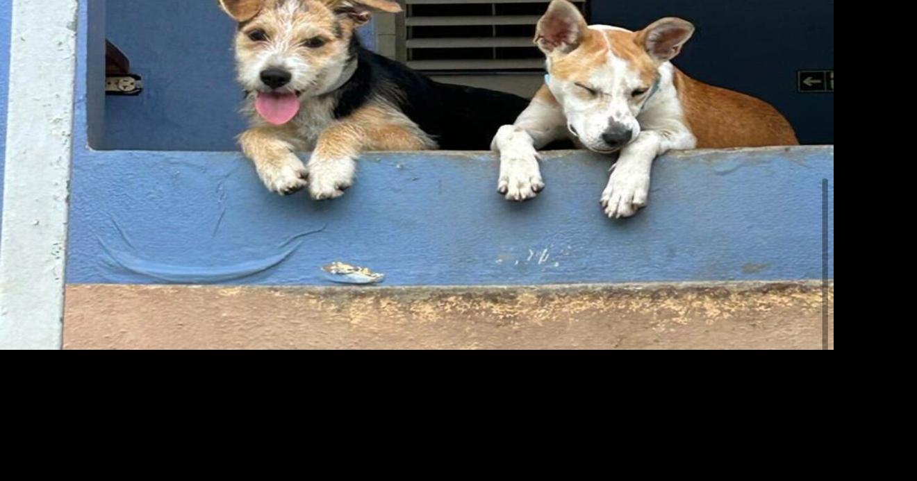 Municipio de Cayey desmiente maltrato animal contra perro del centro urbano