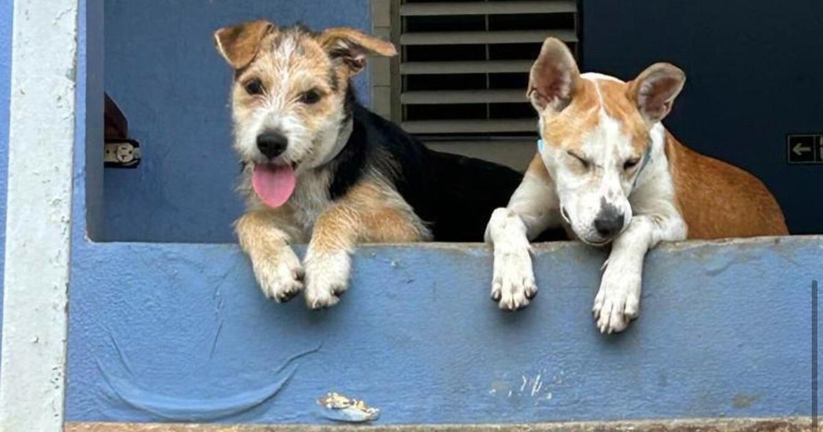 Municipio de Cayey desmiente maltrato animal contra perro del centro urbano