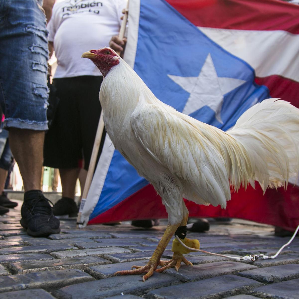 Resultado de imagen para peleas de gallos en Puerto Rico