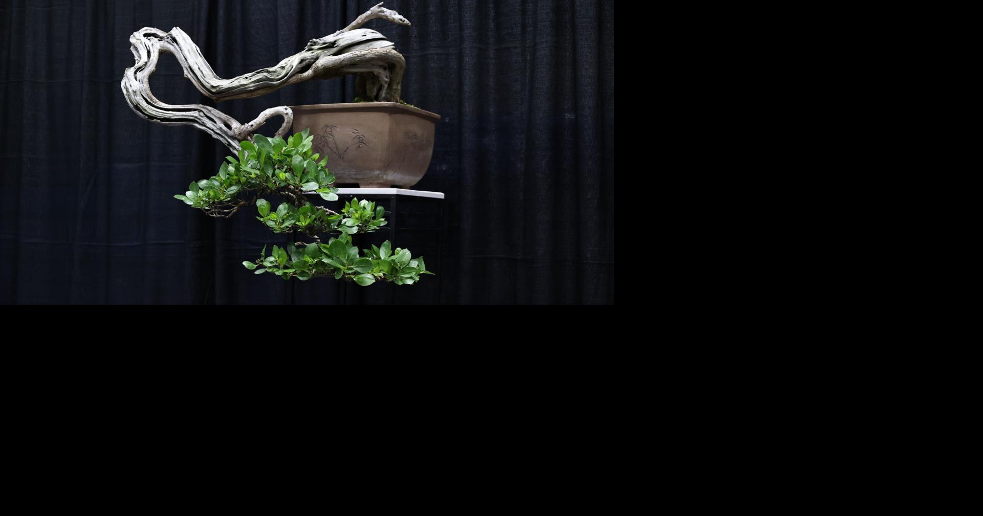 Puerto Rico será sede del WORBAC International Bonsai ArtFest por primera vez en julio