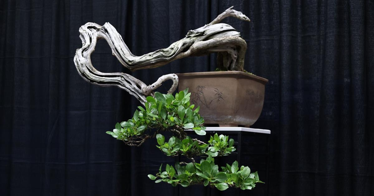 Puerto Rico será sede del WORBAC International Bonsai ArtFest por primera vez en julio
