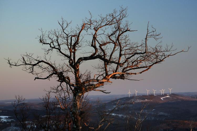 ONU: Crisis de clima y biodiversidad deben combatirse juntas 60c2bd12853fd.image