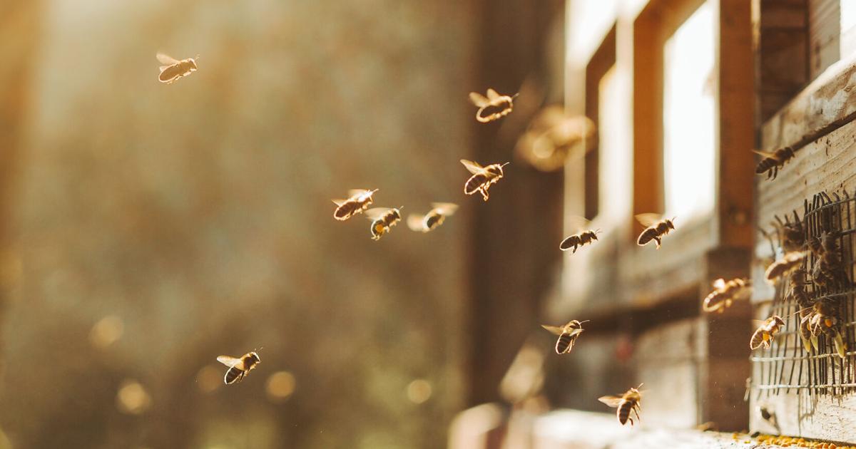 Hombre muere tras ser atacado por un enjambre de abejas en Toa Alta