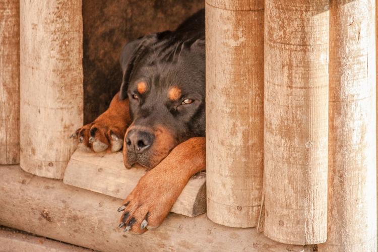 Bebé de 10 meses muere tras ser atacado por los dos perros de su familia 60b04bf9426ce.image