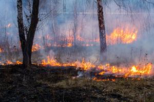 Imagen de la cobertura de: Incendios forestales: cómo prevenirlos y reducir riesgos