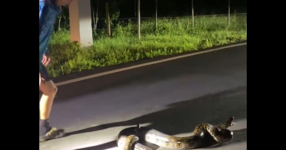 VIDEO: Gongo captura pitón reticulada en medio de carretera en Guaynabo