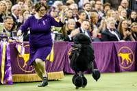 APTOPIX Westminster Dog Show
