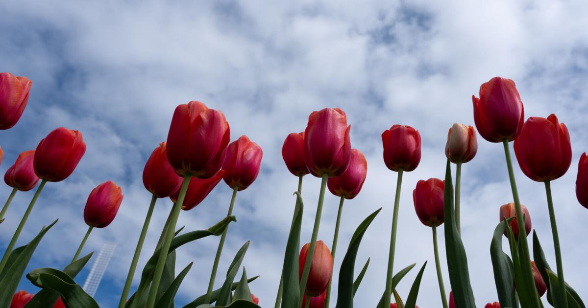 Cambio climático amenaza a miles de especies vegetales