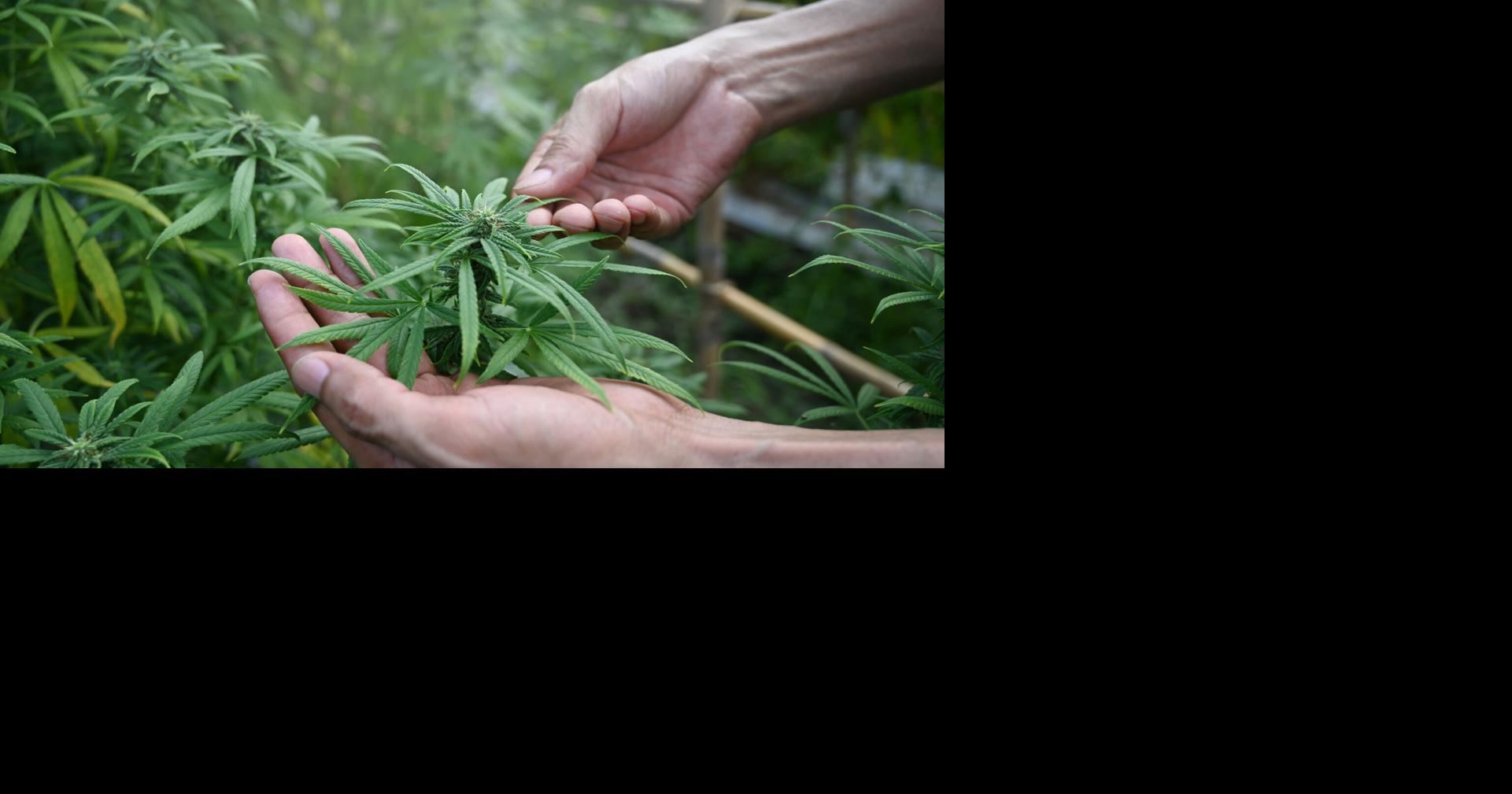 “No guíes arrebata’o”, alerta la Comisión para la Seguridad en el Tránsito por el 4/20