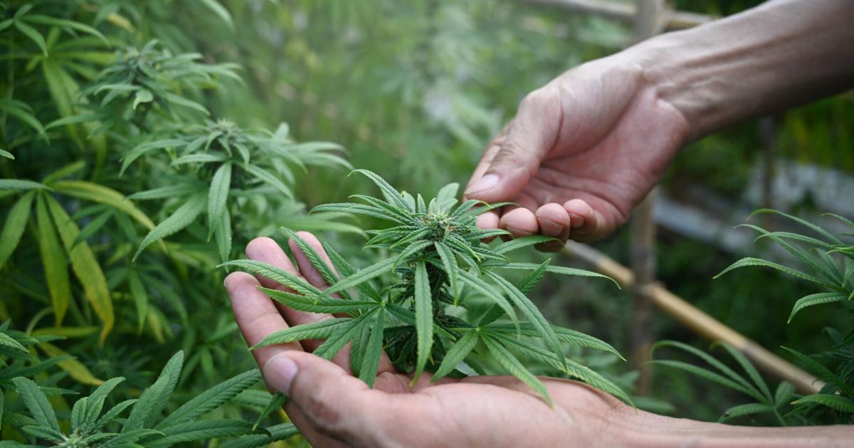 “No guíes arrebata’o”, alerta la Comisión para la Seguridad en el Tránsito por el 4/20