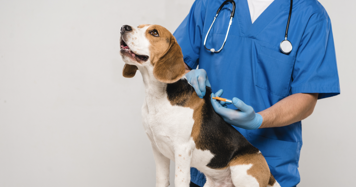 Invitan a feria de vacunación de mascotas en Toa Alta
