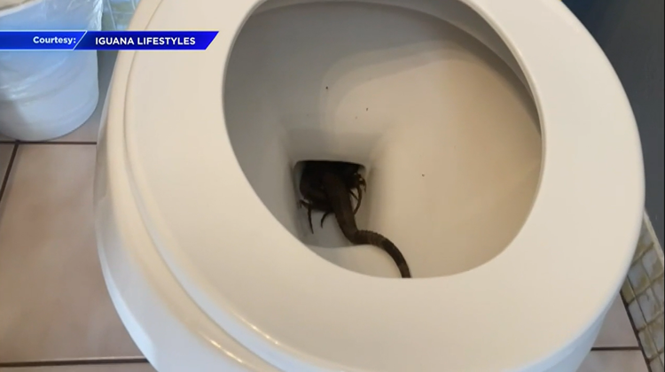 Una mujer es sorprendida por una iguana en su inodoro 62cef9acdc987.image
