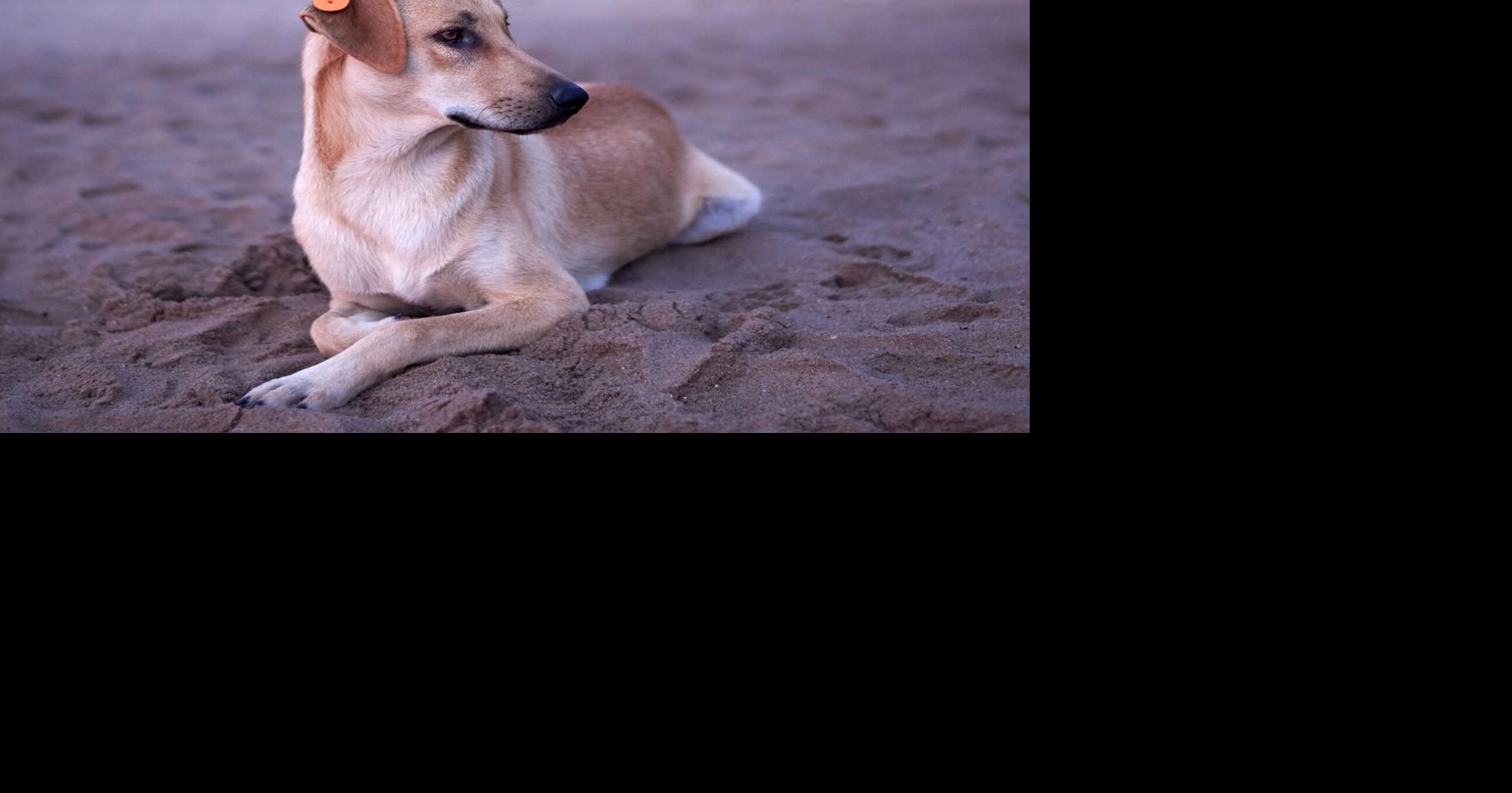 ¿Por qué es clave la esterilización de perros? Experta explica