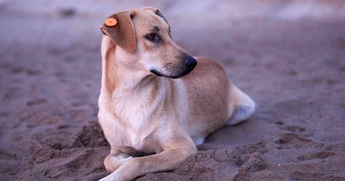 ¿Por qué es clave la esterilización de perros? Experta explica