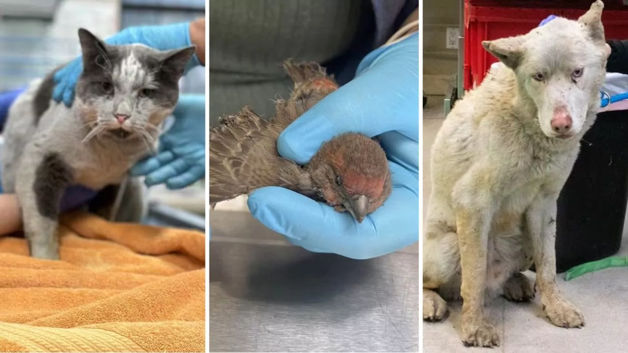 Animales Rescatados Más de 300 animales rescatados durante incendios en California | El ...
