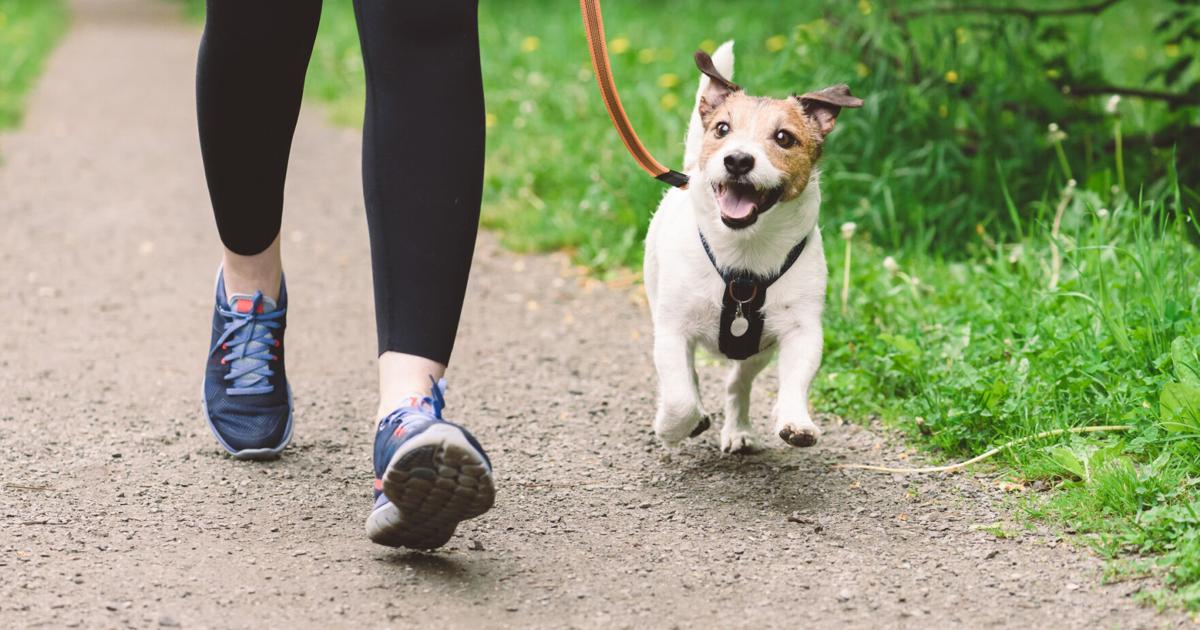 UPR Carolina celebrará primer 3K "Huellas del Jaguar" donde puedes correr con tu mascota