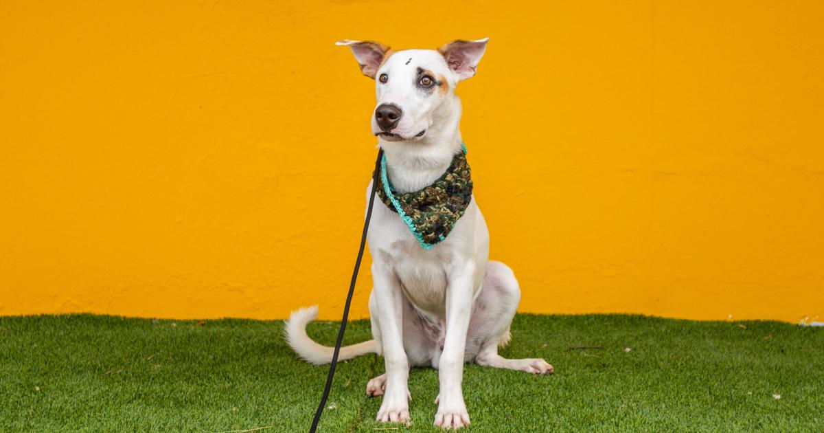 Alex DJ presenta a Lucky, la mascota del centro de cuido para adultos mayores en Las Piedras