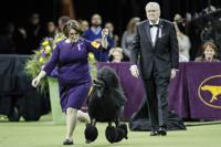 Westminster Dog Show