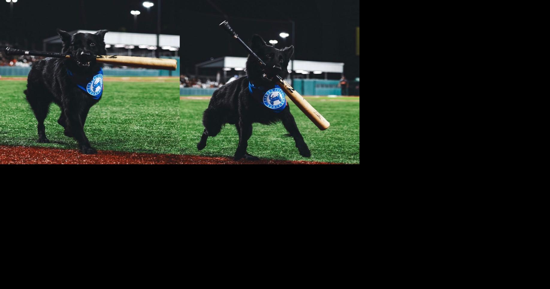 Incierto el regreso de Salvatore como "Bat Dog" de los Cangrejeros de Santurce