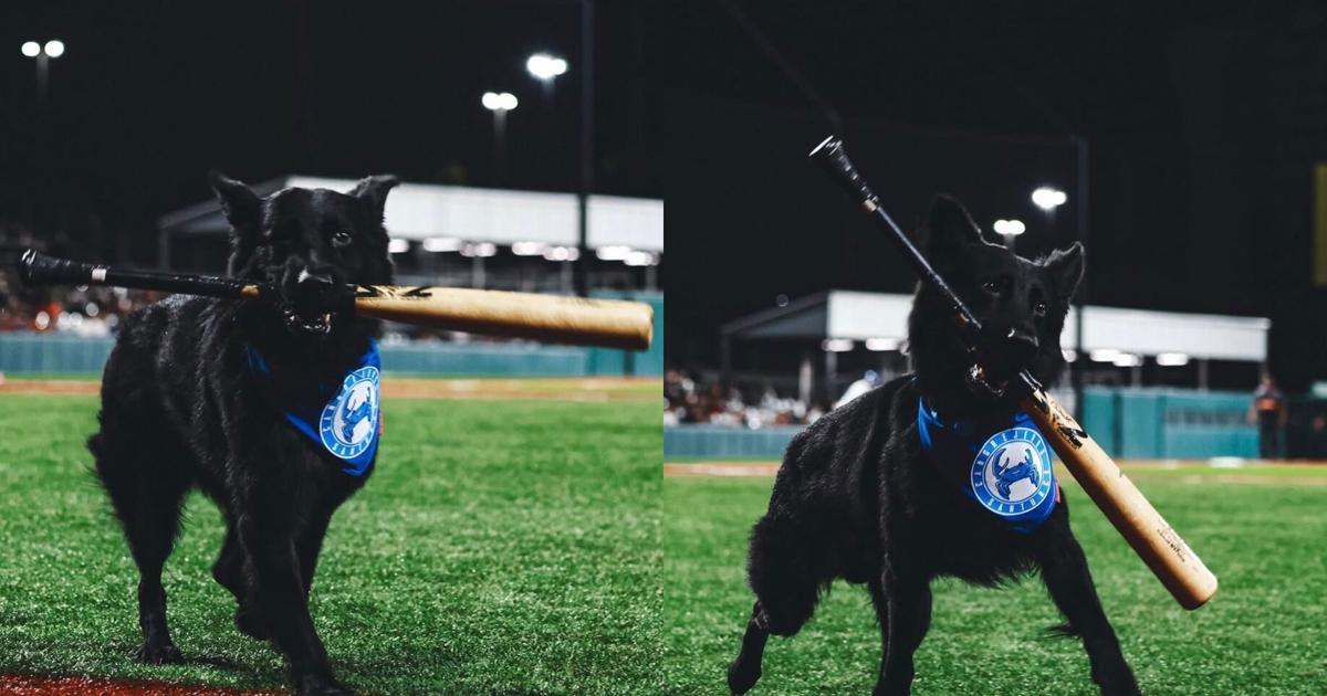 Incierto el regreso de Salvatore como "Bat Dog" de los Cangrejeros de Santurce