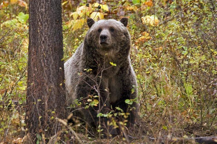 Un oso grizzly mata a una persona en un campamento en Montana 60e48cb1acaee.image