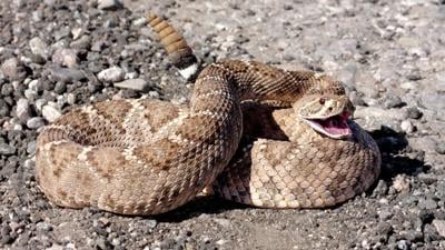 VÍDEO: Hombre halla 20 serpientes cascabel en su garaje en Arizona