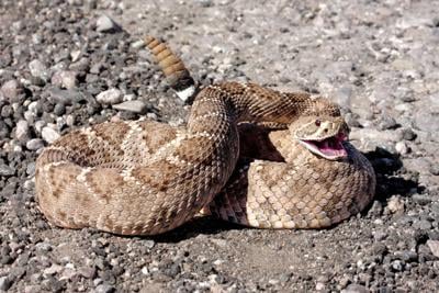 VÍDEO: Hombre halla 20 serpientes cascabel en su garaje en Arizona