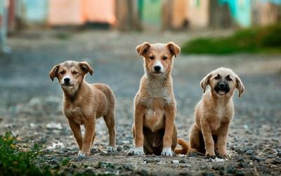 Santuario de animales busca relocalizar a más de 20 perritos