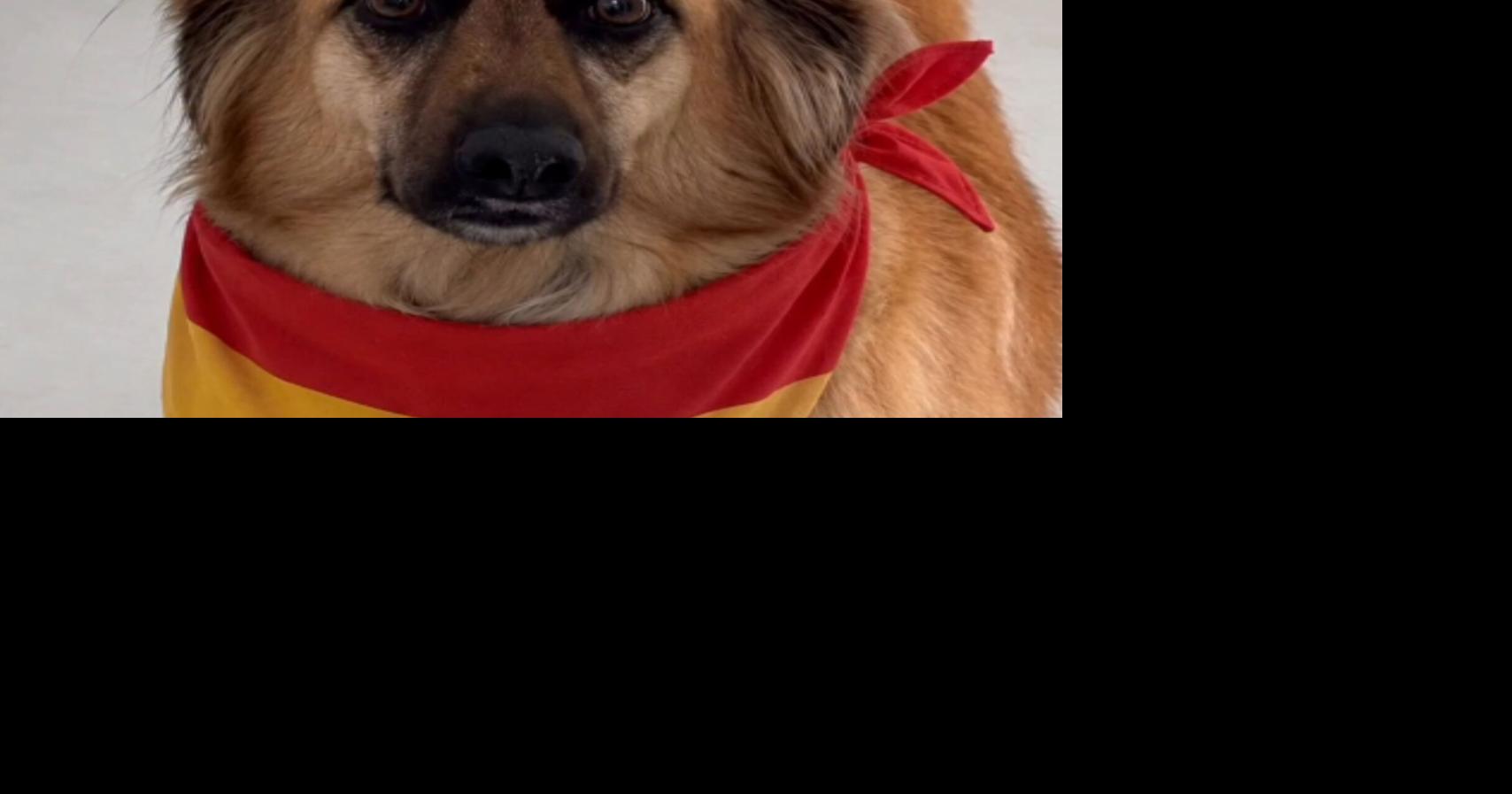España gana el Mundial 2026; Ofelio, el perro de Alexandra Fuentes, falla su predicción