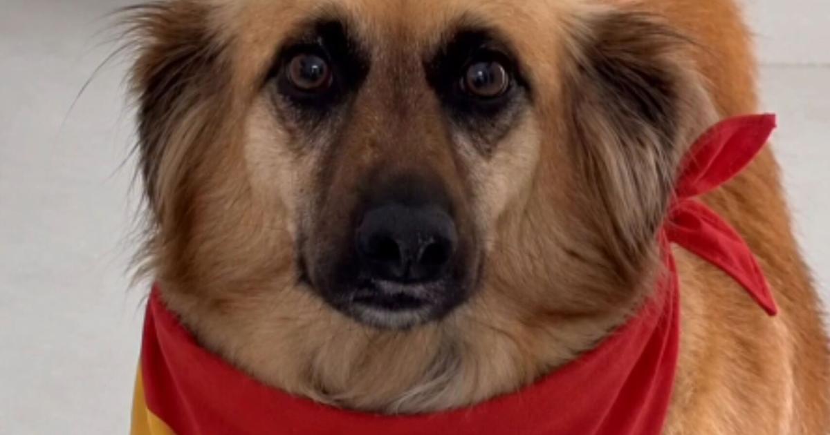 España gana el Mundial 2026; Ofelio, el perro de Alexandra Fuentes, falla su predicción