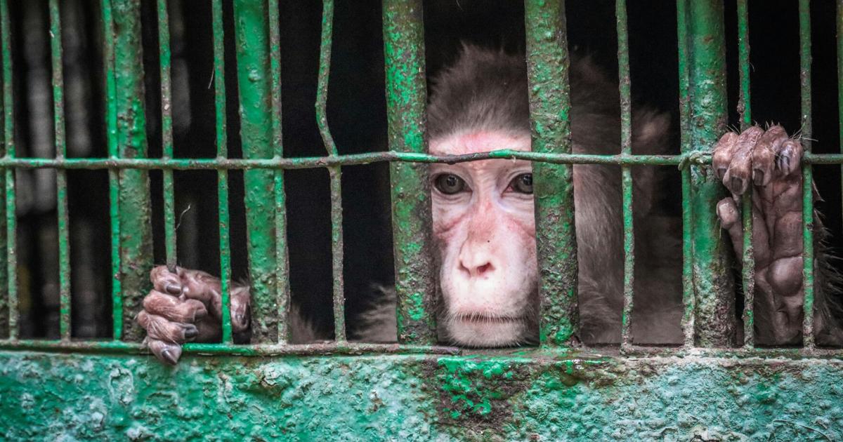 Hombre enfrenta cargos por mantener un primate enjaulado en condiciones deplorables en San Lorenzo