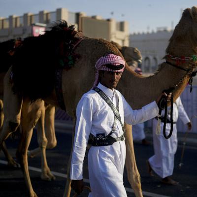 Camellos trabajan horas extra tras el millón de fanáticos que visitan la Copa del Mundo en Catar