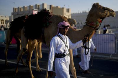 Camellos en Catar