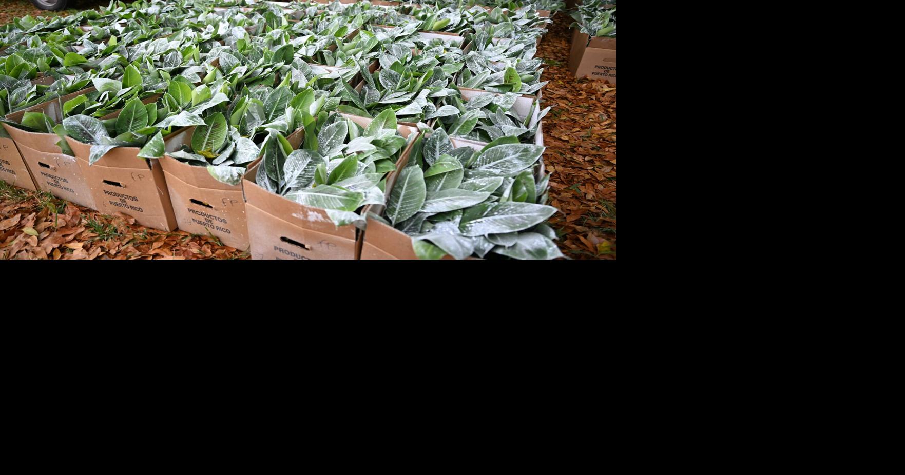 Agricultura distribuye semillas resistentes para prevenir plagas en plátanos y guineos