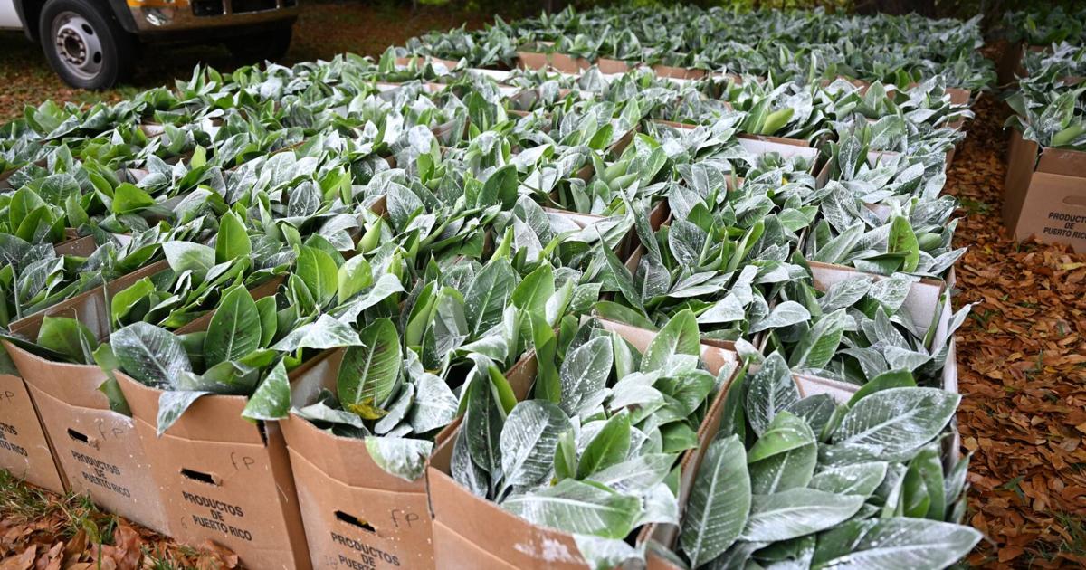 Agricultura distribuye semillas resistentes para prevenir plagas en plátanos y guineos