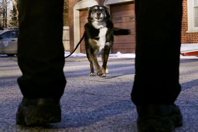 Aplican la eutanasia a una famosa perra callejera que se convirtió en "policía" y le hicieron una película en Netflix