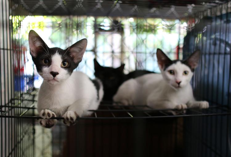 61bfc62869110.image - Gato encerrado, dilemas con los gatos de San Juan