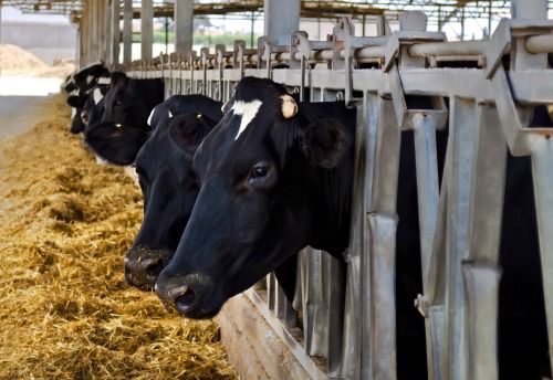 Se roban 15 vacas en Yabucoa