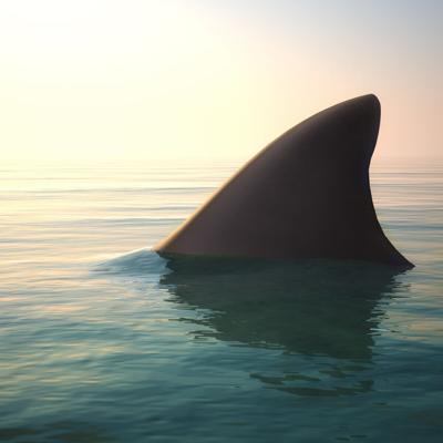 VÍDEOS: Captan momento que tiburón ataca a un hombre en una playa en Egipto