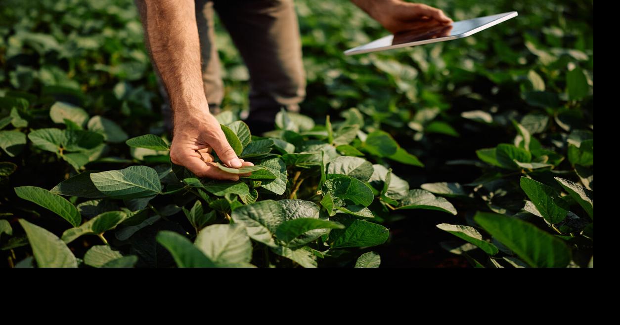 Negociado de Energía certifica compañía para proyecto agrivoltaico en Moca