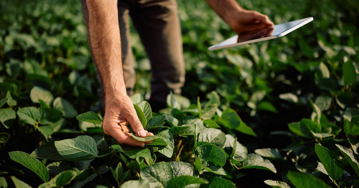 Negociado de Energía certifica compañía para proyecto agrivoltaico en Moca