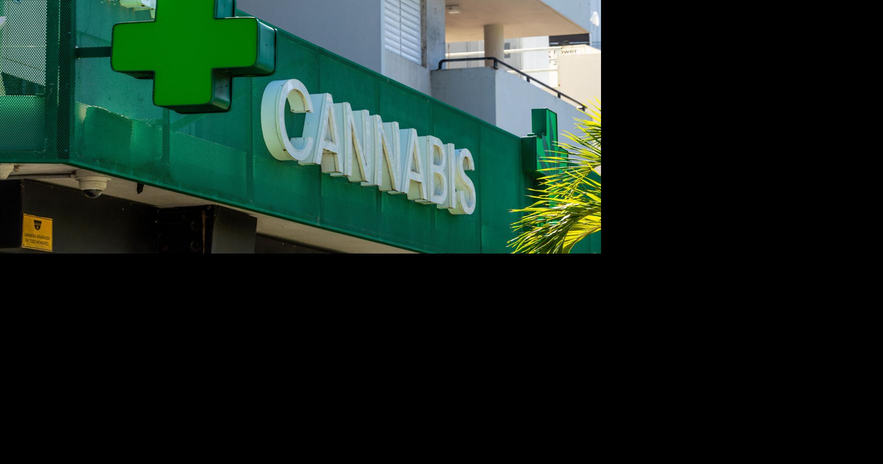 Fallas en monitoreo del cannabis medicinal abren paso a consumo desmedido