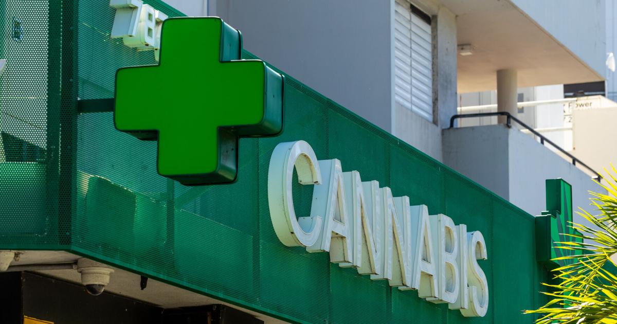 Fallas en monitoreo del cannabis medicinal abren paso a consumo desmedido