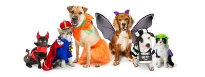 Recomendaciones para que nuestras mascotas lleven sus disfraces con comodidad y seguridad