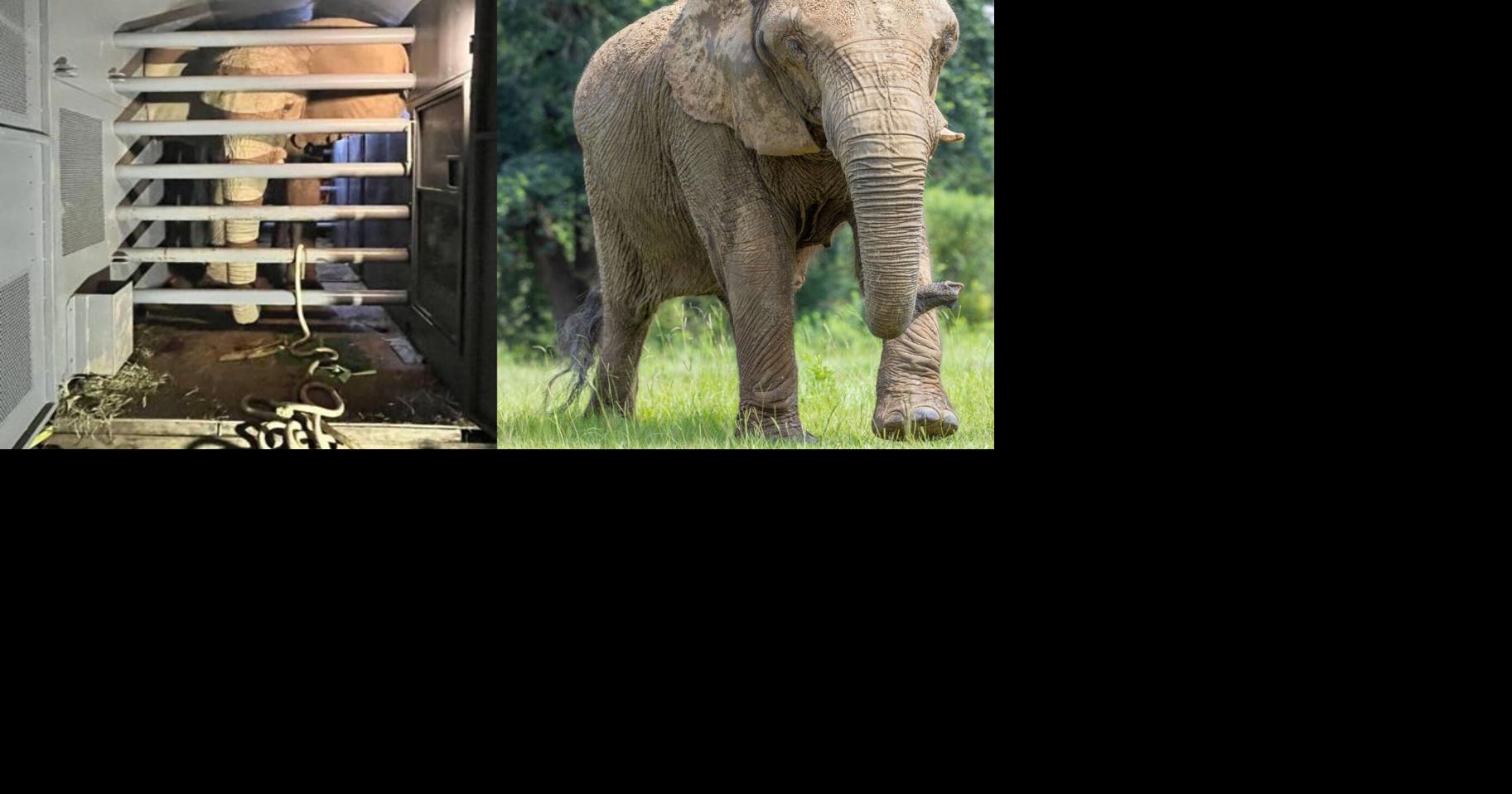 Mundi la elefante, cumple tres años de libertad tras décadas de cautiverio en Puerto Rico
