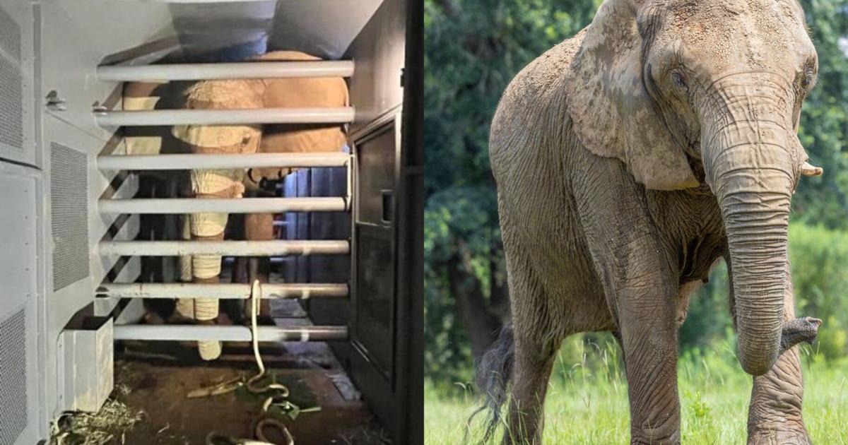 Mundi la elefante, cumple tres años de libertad tras décadas de cautiverio en Puerto Rico