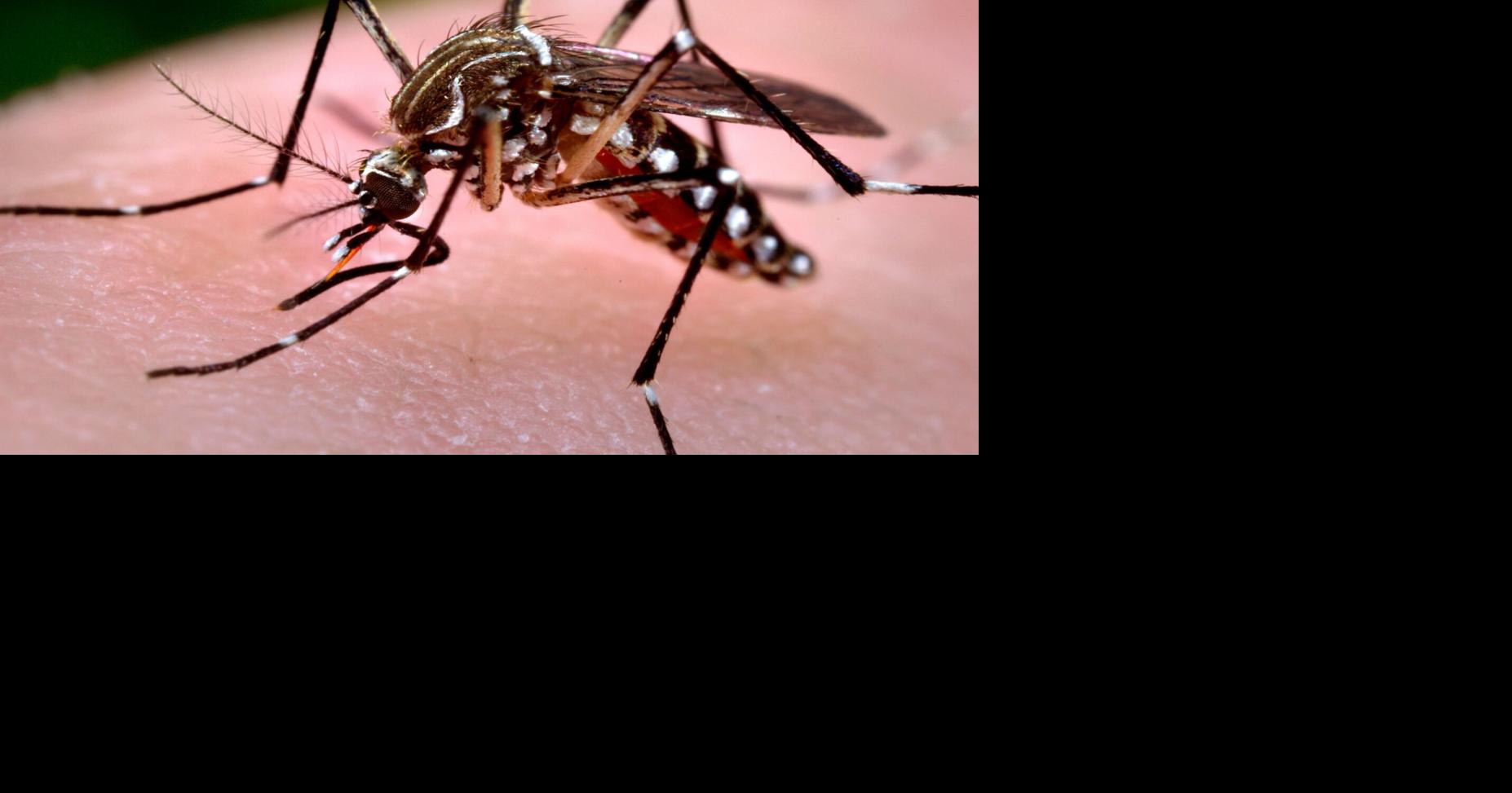 Unidad de Control de Vectores celebra 10 años vigilando al mosquito Aedes aegypti en PR